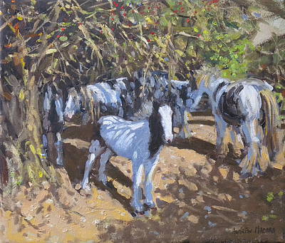 ANDREW MACARA  - skewbald ponies in summer